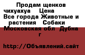 Продам щенков чихуахуа  › Цена ­ 10 000 - Все города Животные и растения » Собаки   . Московская обл.,Дубна г.